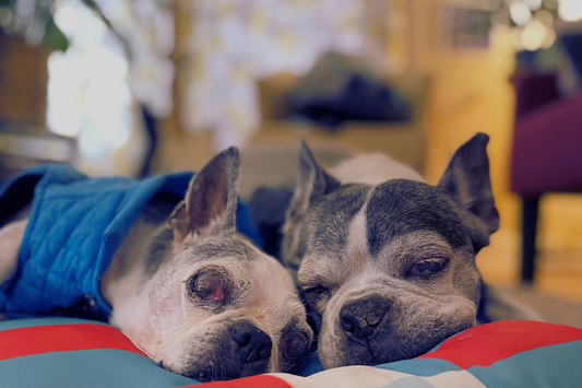 elderly boston terriers snuggling on a dog bed