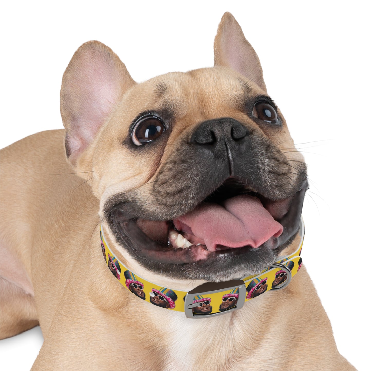 T-Pain Is My Mom Funny Dog or Cat Collar Choose Size and Buckle Finish