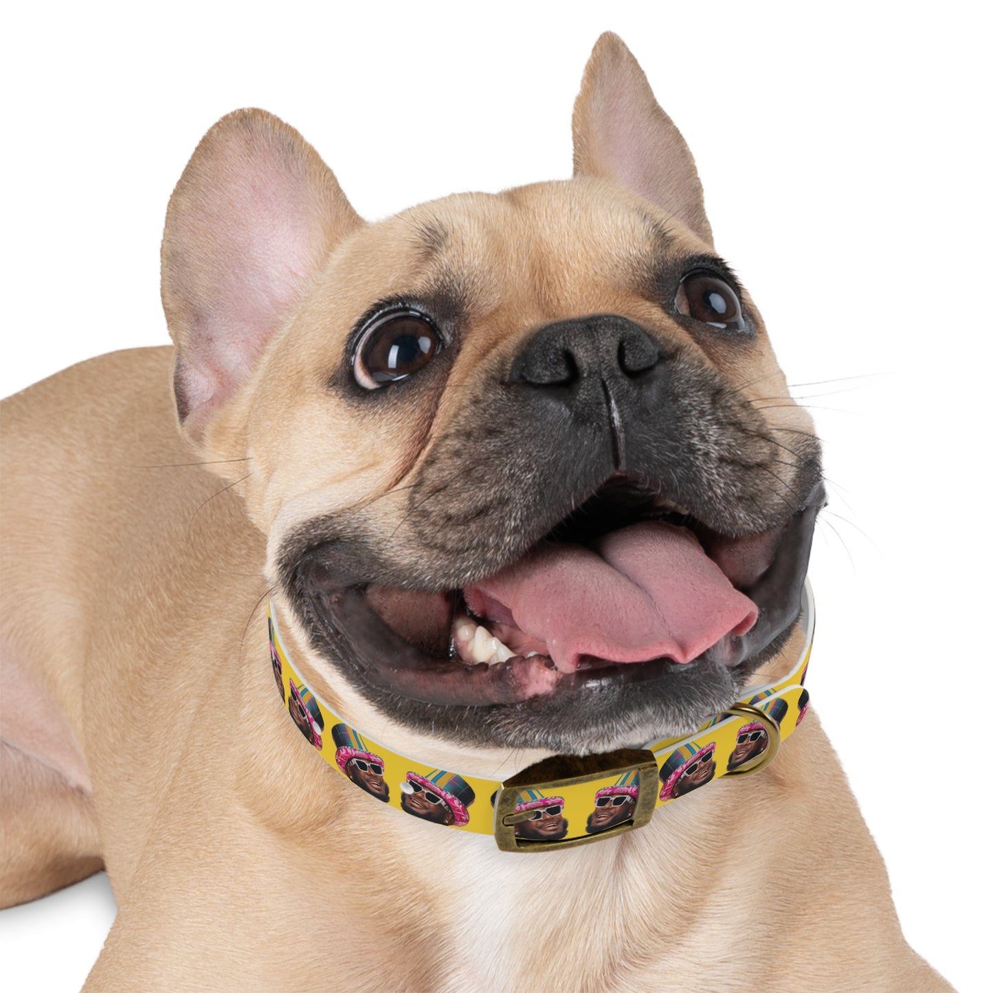 T-Pain Is My Mom Funny Dog or Cat Collar Choose Size and Buckle Finish