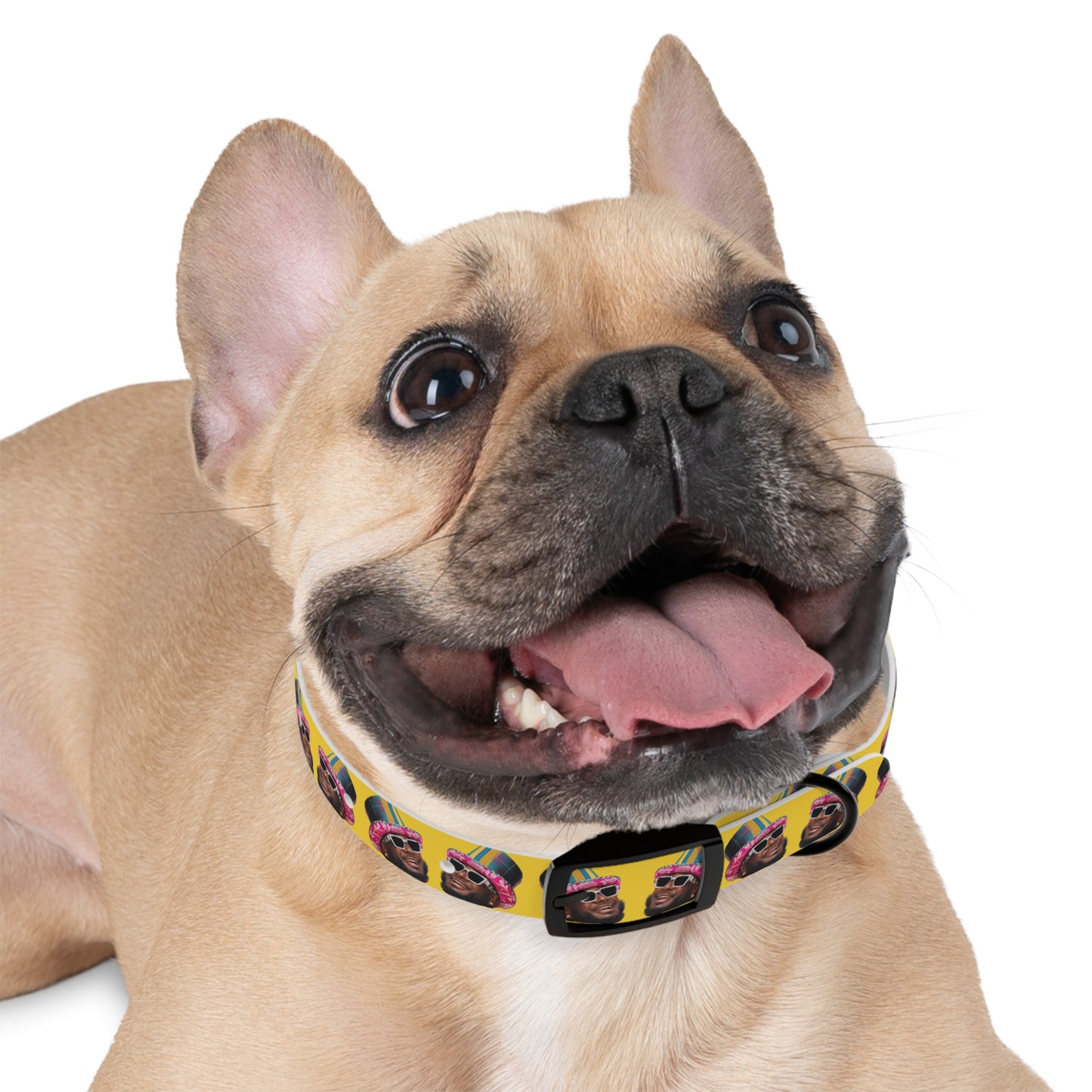 T-Pain Is My Mom Funny Dog or Cat Collar Choose Size and Buckle Finish